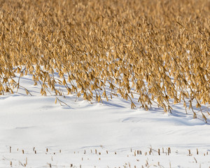 Wall Mural - Soybean farm field with snowdrift covering part of bean stems and pods after an early winter snowstorm delayed harvest in the Midwest