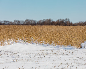 Wall Mural - Soybean farm field with snowdrift covering part of bean stems and pods after an early winter snowstorm delayed harvest in the Midwest