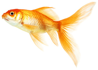 Wall Mural - gold fish isolated on white