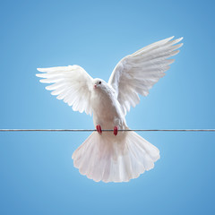 Wall Mural - Dove in the air with wings wide open