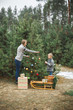 © sofiko14 - mom and son in jeans and knitted sweaters decorate a Christmas tree with colorful balls in the forest. wooden sledge, decorated present boxes under the tree