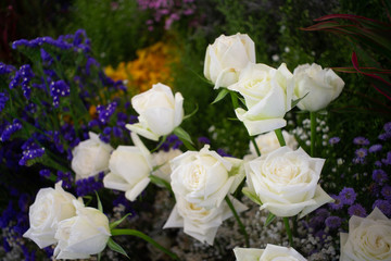 Beautiful white rose flower as flowers background.