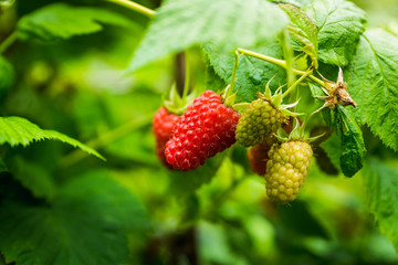 Branch with ripe raspberry in the garden. Selective focus. Shallow depth of field.