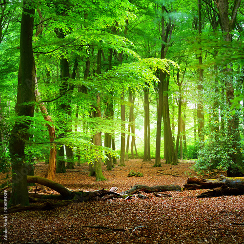 Fototapeta las  chodnik-w-wiosennym-lesie-w-holandii