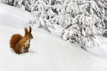 Cute Red Squirrel In Snow In Of Fir Forest. Winter Landscape