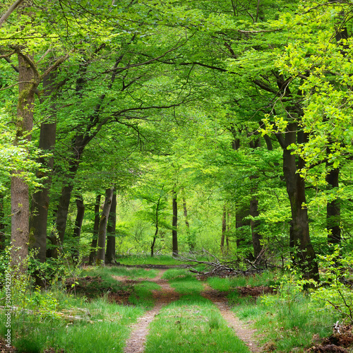 Dekoracja na wymiar  chodnik-w-wiosennym-lesie-w-holandii