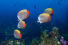 Colorful Red-tail Butterflyfish On A Tropical Coral Reef In The Similan Islands