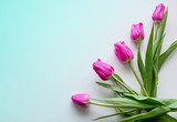 Fototapeta Tulipany - Flat lay flower composition. Pink tulips on a gradient background. Close up. Copy space.