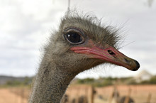 Common Ostrich Bird  Head Top View Close-up With Light Background. Scientific Name: Struthio Camelus, South Africa