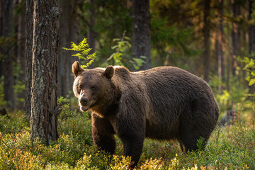 Poster - Adult Male of Brown bear in the pine forest. Scientific name: Ursus arctos. Natural habitat.