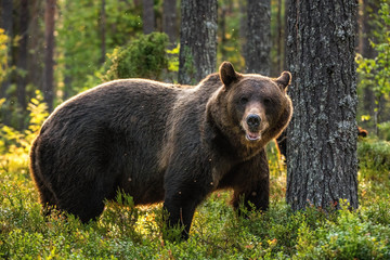 Wall Mural - adult male of brown bear in the pine forest. scientific name: ursus arctos. natural habitat.