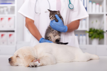 Cat and labrador puppy dog at the veterinary doctor office