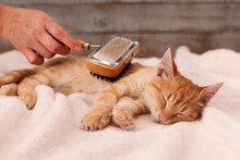 Young Ginger Kitten Enjoy Fur Brushing