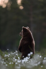 brown bear cub standing at sunset with forest background