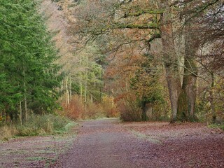 Canvas Print - Woodland Road