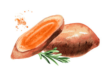 Whole and cut raw sweet potato batat wirh sprig of rosemary. Watercolor hand drawn illustration isolated on white background