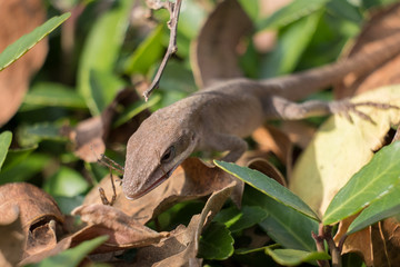 Wall Mural - A Carolina Anole munches on a spider for lunch. Yates Mill County Park, Raleigh, North Carolina.