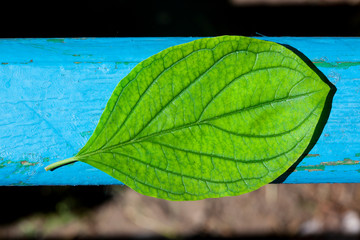 Wall Mural - Green leaf with structure, on the blue wooden background