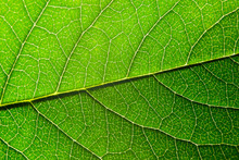 Green Leaf With Structure, Macro