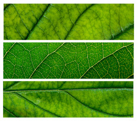 Wall Mural - Green leaf with structure, macro