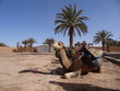 Kamel im Vordergrund mit Palme im Hintergrund