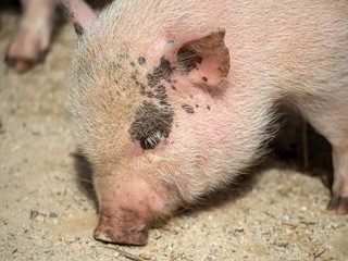 Cute baby pig 