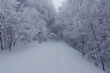 Fototapeta Do pokoju - A fairy-tale white winter in a charming Carpathian forest with trees covered with lots of snow.