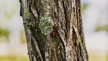 Three Small Boxelder Red Insects On A Tree Close Up