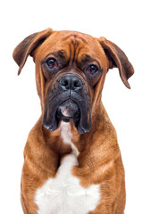 Poster - boxer dog looking isolated on a white background