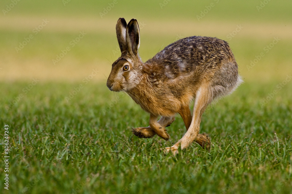 hare is running in the beautiful light on green grassland,european wildlife, wild animal in the nature habitat, , lepus europaeus. - obrazy, fototapety, plakaty 