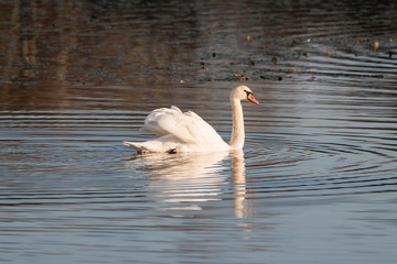 Poster - Adult swan floating on the surface.