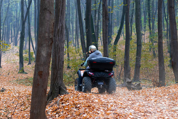 atv riders, speed race through the forest on autumn fallen leaves. rear view.