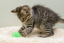 Furry Kitten Playing With A Ball