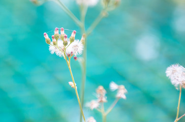 The grass flowers are blooming on a blurred blue background