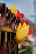 Yellow and red tulips behind rusted fence in spring.