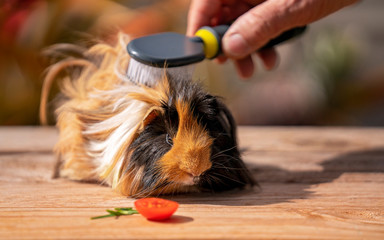 Close Up Of A Cute Guinea Pig