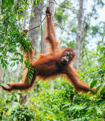 Young male of Bornean Orangutan on the tree in a natural habitat. Bornean orangutan (Pongo pygmaeus wurmbii) in the wild nature. Rainforest of Island Borneo. Indonesia.