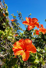 Orange Hibiscus Flowers On Background Of Blue Sky