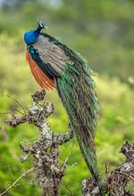 Peacock On The Tree. Portrait Of Beautiful Peacock. The Indian Peafowl Or Blue Peafowl (Pavo Cristatus). Natural Habitat. Sri Lankan.