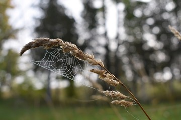 dew on a spider web