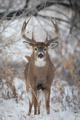 big buck in snow