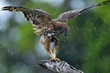  Predator bird on the tree. The changeable hawk-eagle or crested hawk-eagle (Nisaetus cirrhatus). Yala National Park. Sri Lanka