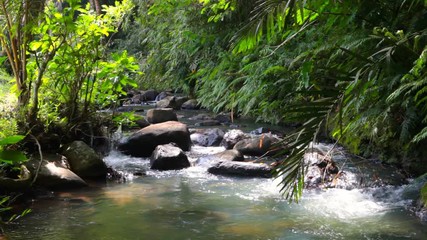 Wall Mural - tropical  stream cascades in jungle in bali indonesia