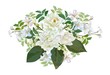 Jasmine flower bouquet isolated on white background