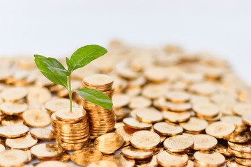 In the background of the fuzzy financial center, seedlings grow out of increasing gold COINS