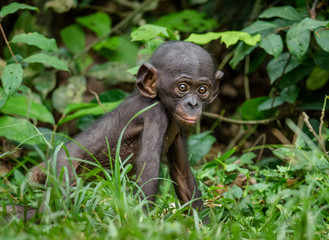 Wall Mural - close up portrait of bonobo cub in natural habitat. green natural background. the bonobo ( pan panis
