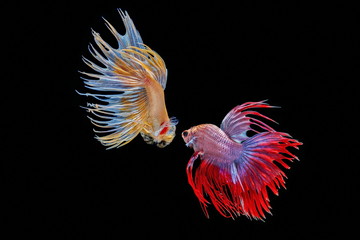 Wall Mural - Siamese fighting fish, Beautiful style of betta splendens, isolated on a black background.