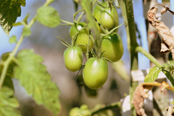 The green tomatoes on a branch close-up in sunny day. Retro style toned