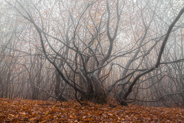 hoia baciu forest -world’s most haunted forest with a reputation for many intense paranormal activit