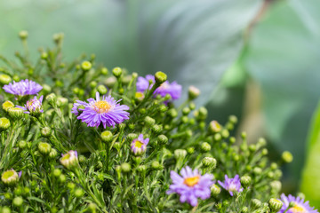 Wall Mural - Symphyotrichum novi-belgii or American aster, purple lilac garden ornamental flower. Large green bush Symphyotrichum blossom. Background backdrop wallpaper copy space